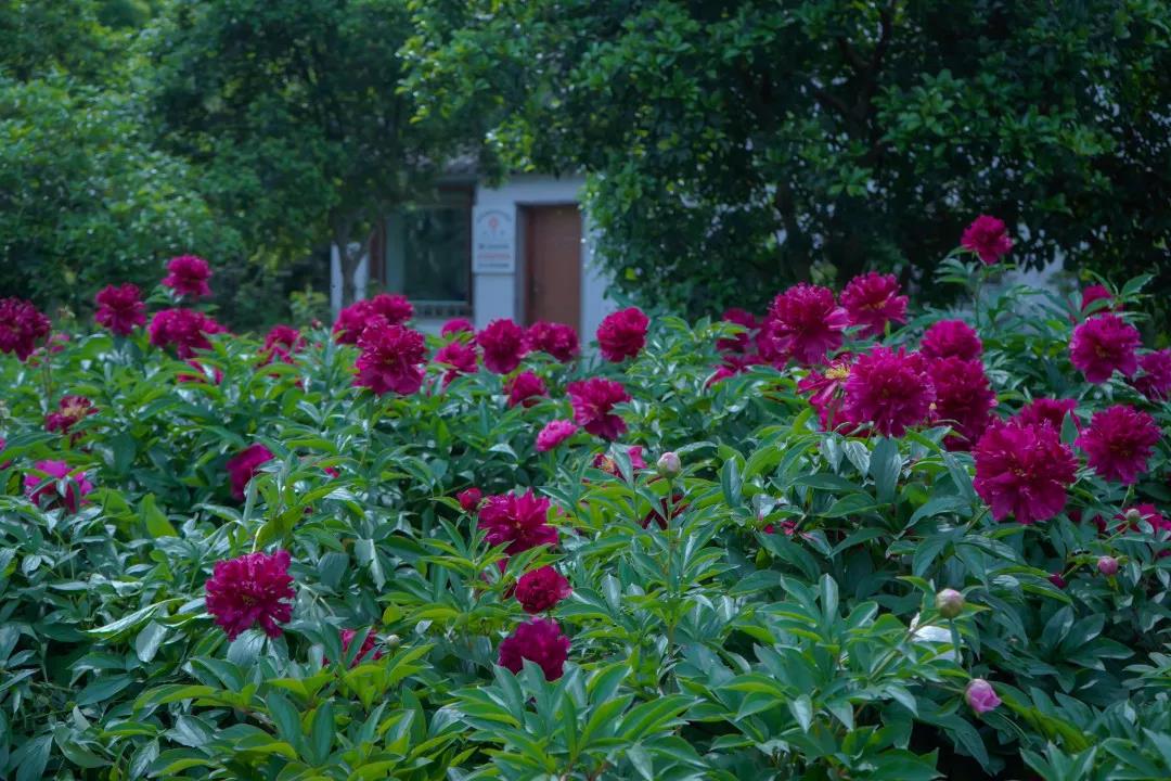 繁华及春媚,红药当阶翻|玲珑花界的芍药上演了春天的压轴大戏